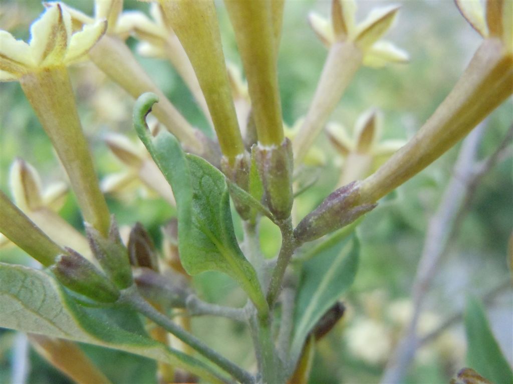 Cestrum parqui / Cestro